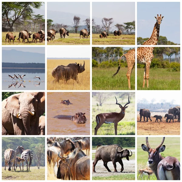 Kolaż polowanie w Afryce — Zdjęcie stockowe