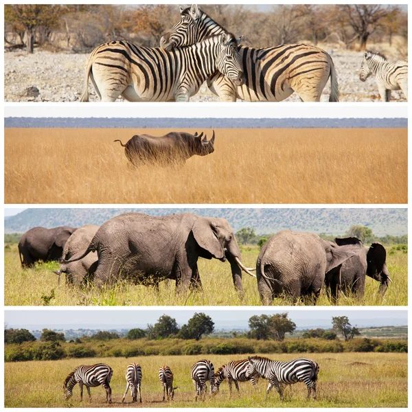 Animais selvagens no Safari — Fotografia de Stock