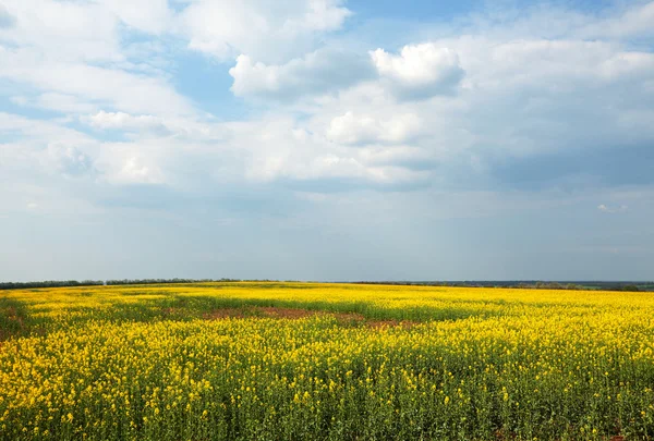 Жовте поле — стокове фото