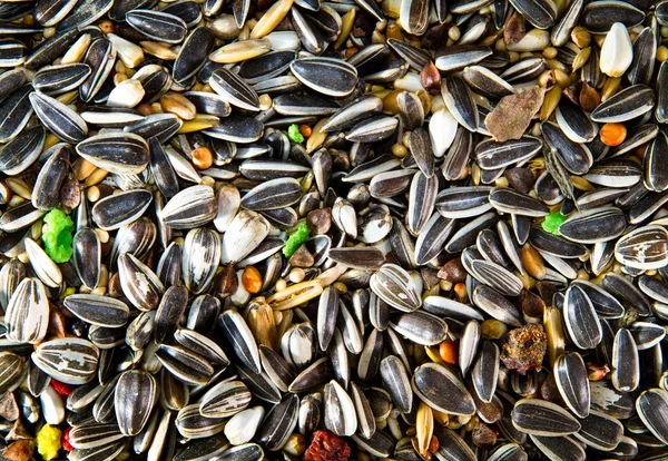 stock image Bird Seeds