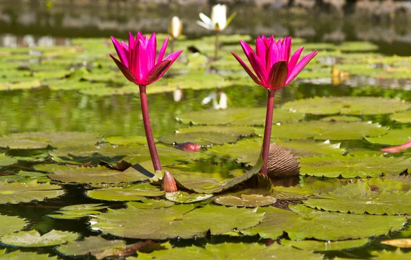 Lillies gemelas — Foto de Stock