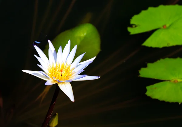 Dragonfly Lotus — Stock Photo, Image