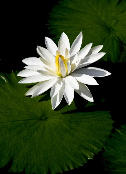 Lotus Royalty Free Stock Images