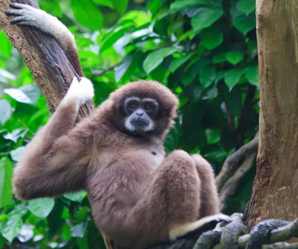 긴 팔 원숭이 — 스톡 사진