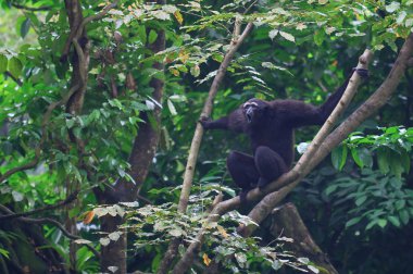 uluyan gibbon