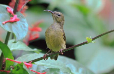 Sunbird