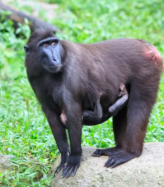 Macaco Cresed — Foto de Stock
