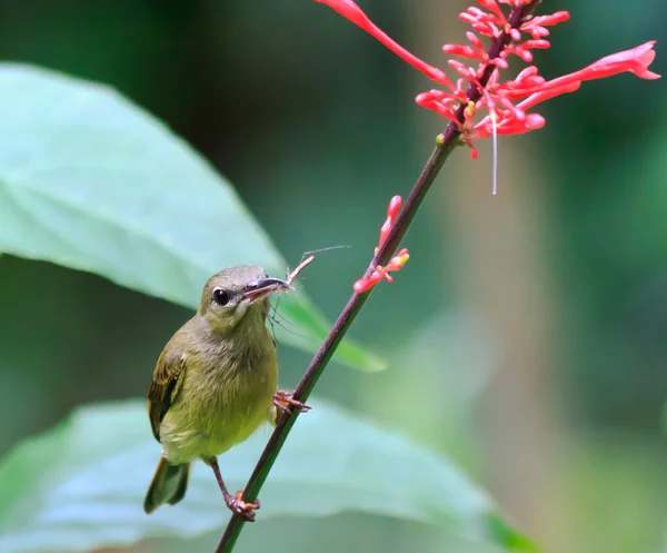 Voeding sunbird — Stockfoto