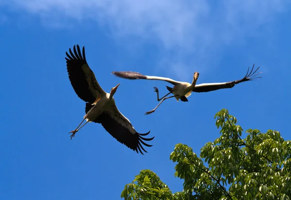 Stork Stunts — Stock Photo, Image