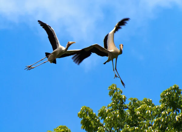 Stork acrobazie — Foto Stock