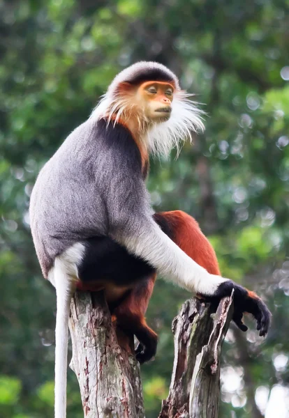 Macaco que medita — Fotografia de Stock