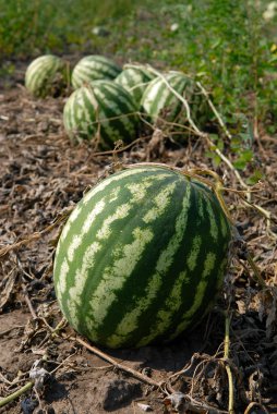 Ripe water-melons clipart