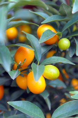 Perfect kumquat fruit on tree clipart
