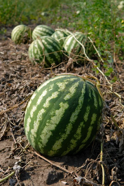 成熟的西瓜 — 图库照片