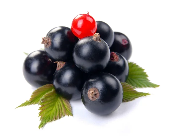Röda och svarta vinbär — Stockfoto