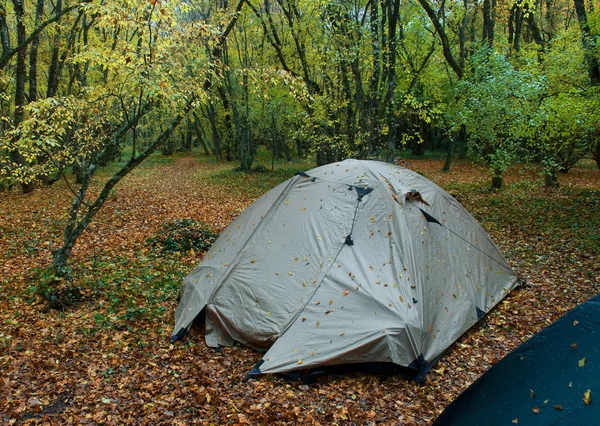 Nasses Zelt in Holz im Regen — Stockfoto
