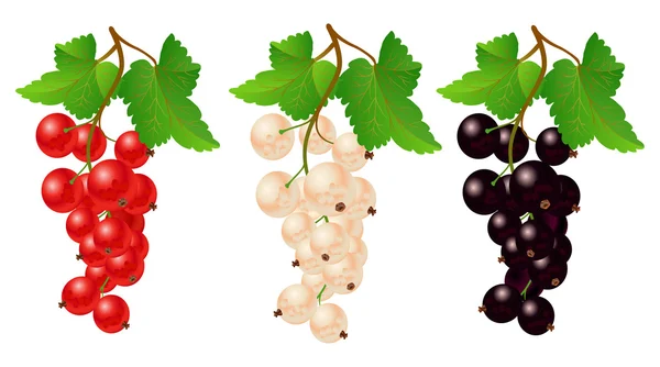 Ribes rosso, bianco e nero su panca — Vettoriale Stock