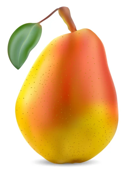 Verse peren met blad — Stockvector