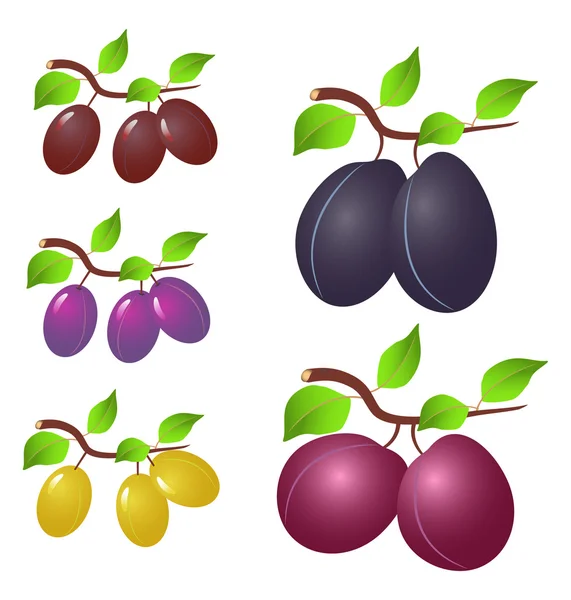 Prune et feuilles — Image vectorielle