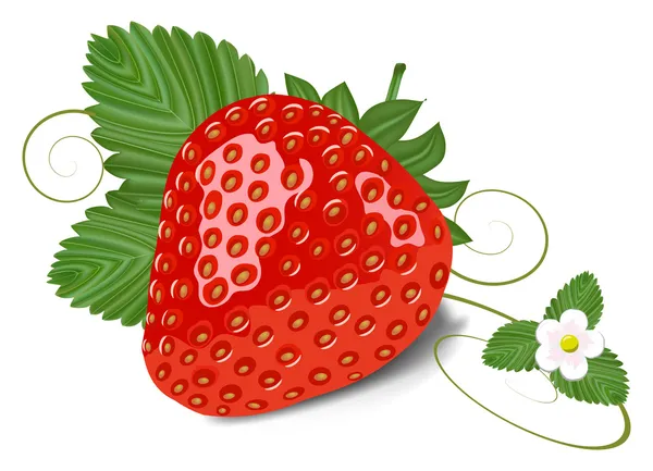 Strawberry with leaves and flowe — Stock Vector