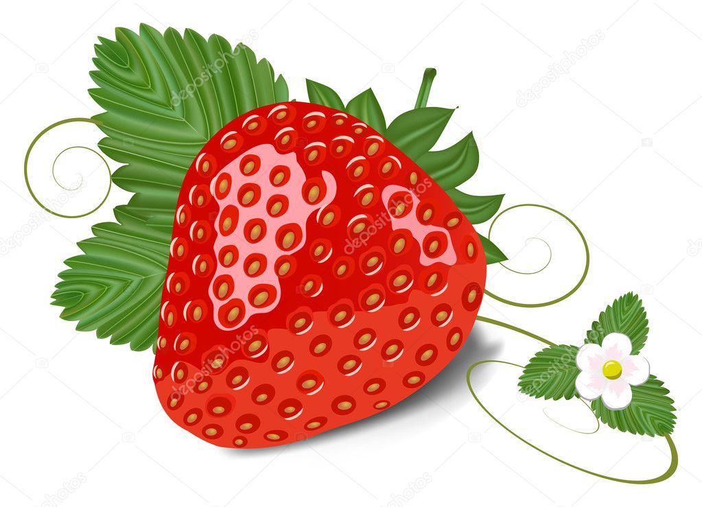 Strawberry with leaves and flowe