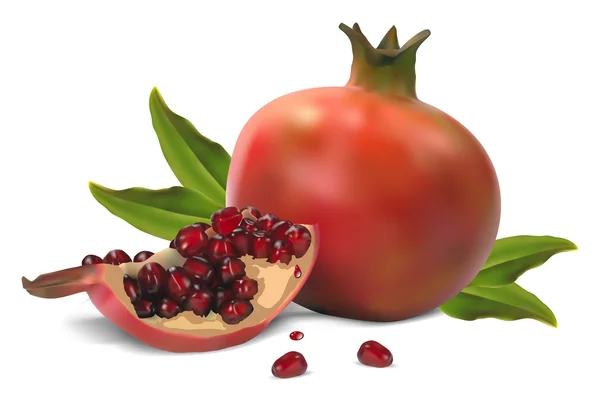 Pomegranate — Stock Vector