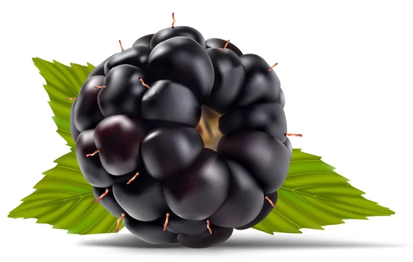 Dewberries (черные ягоды) ) — стоковый вектор