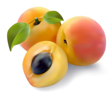 Apricot vector clipart