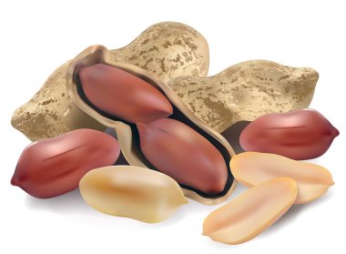 Peanut in a shell and cleared clipart