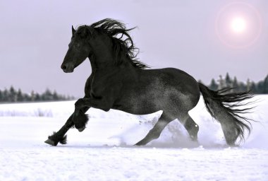 Friesian horse gallop in winter clipart