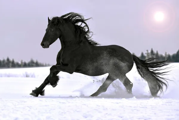 Galope de cavalo frísio no inverno — Fotografia de Stock