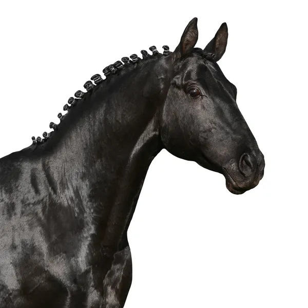 Svart hästhuvudτο κεφάλι μαύρο άλογο — Φωτογραφία Αρχείου