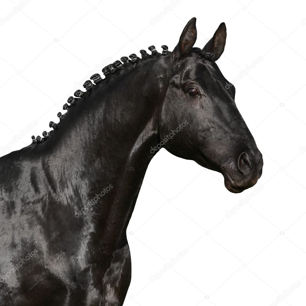 Black horse head