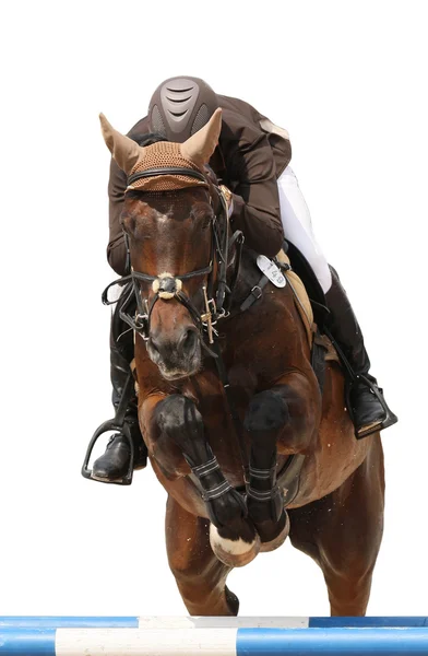 Hoppning Häst Isolerad Vit Royaltyfria Stockfoton