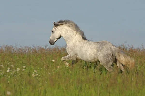 Cavallo bianco al galoppo sul prato verde — Foto Stock