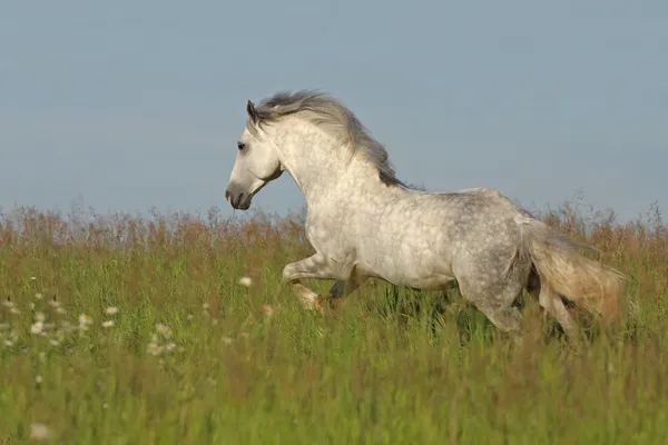 Cavallo bianco al galoppo sul prato verde Fotografia Stock