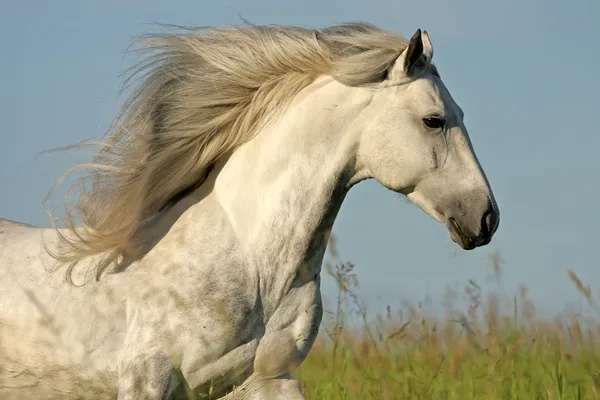 Cavalo Branco Com Uma Crina Longa Galopando Campo Verde — Fotografia de Stock