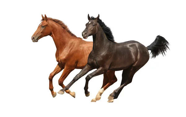 Cavalos galopados isolados — Fotografia de Stock