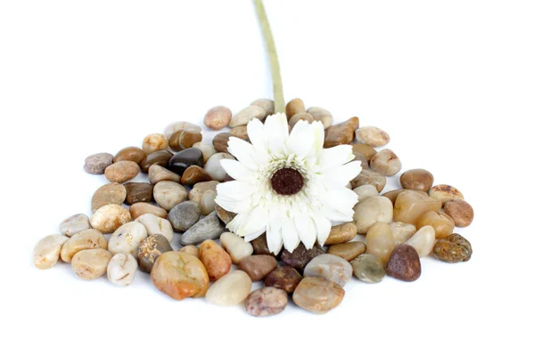 Flor sobre piedras — Foto de Stock