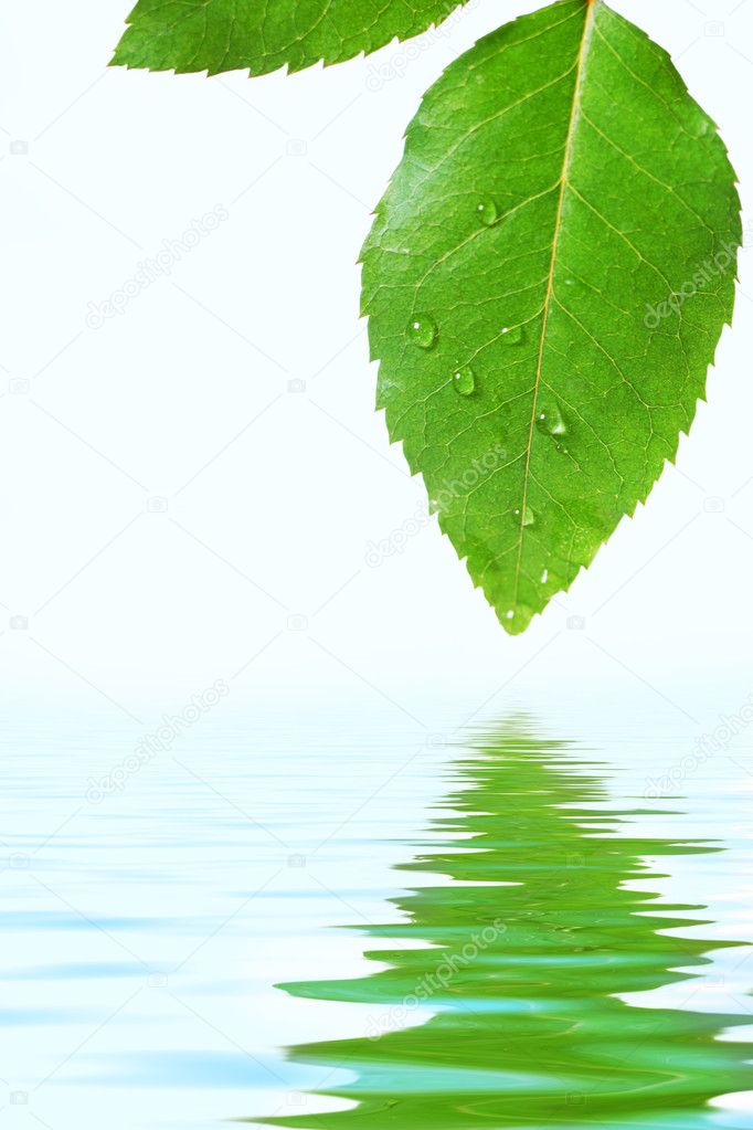 Leaf and water