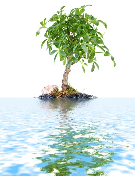 Green island — Stock Photo, Image