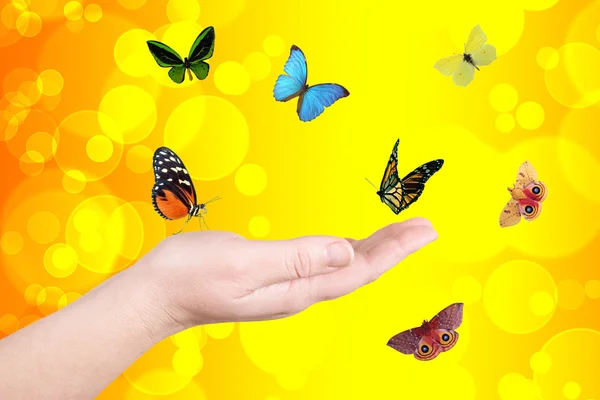Círculos amarelos e borboleta — Fotografia de Stock