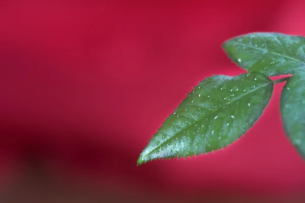 Droppar på ett löv — Stockfoto