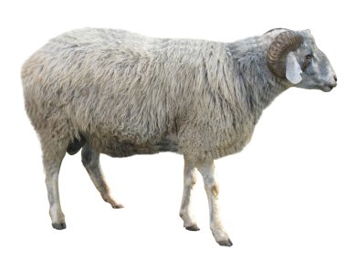 Sheep isolated over white clipart