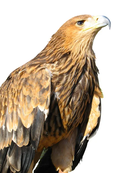 stock image Young brown eagle sitting on a support isolated over white