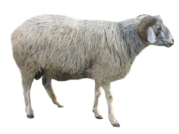 Owce na białym tle nad białym — Zdjęcie stockowe