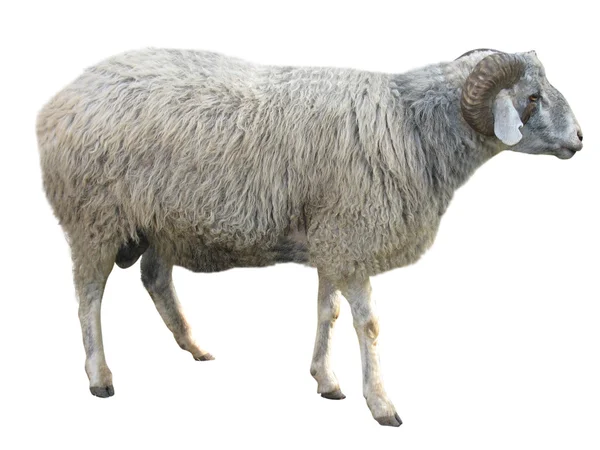 Вівці ізольовані над білим Стокове Фото