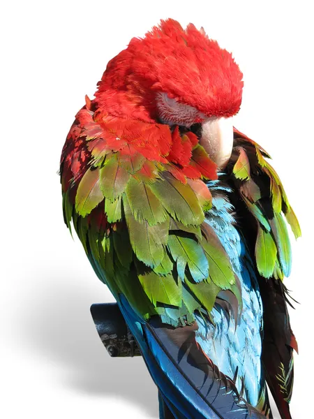 Beautiful bright colored macaw parrot sleeping on a support — Stock Photo, Image