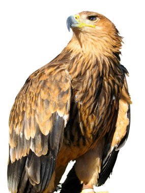 Young brown eagle sitting on a support isolated over white clipart