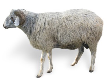 Sheep isolated over white clipart